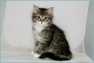 Female Siberian Kitten from Deedlebug Siberians